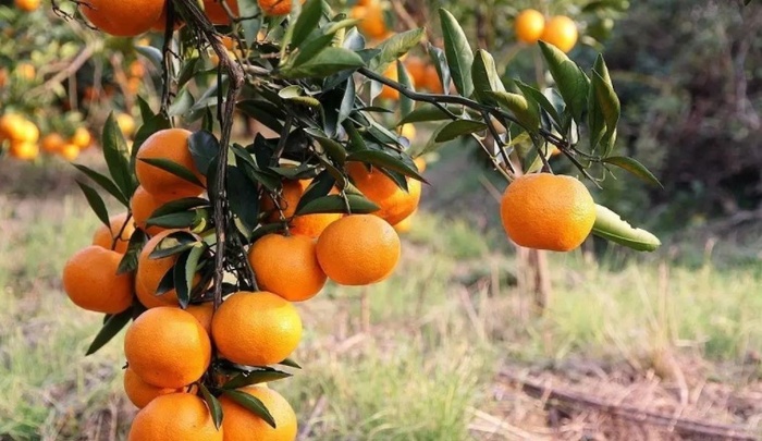 乡村振新|品牌馆