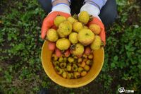 乡村振新|品牌馆