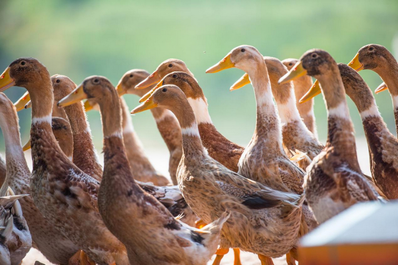 中国八大名鸭之一的临武鸭是湖南郴州临武县特色鸭品种，有着上千年的养殖历史。舜华鸭业供图