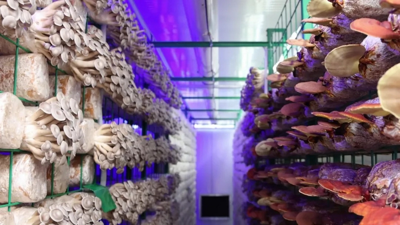 “蘑菇方舱”。武城县宣传部供图