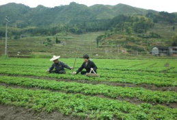 全国人大代表吴金笔：时刻把乡亲的冷暖挂心头